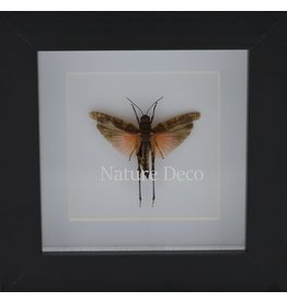. Grasshopper orange/taupe in luxury 3D fram