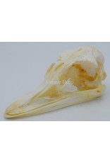 . Ostrich skull no1