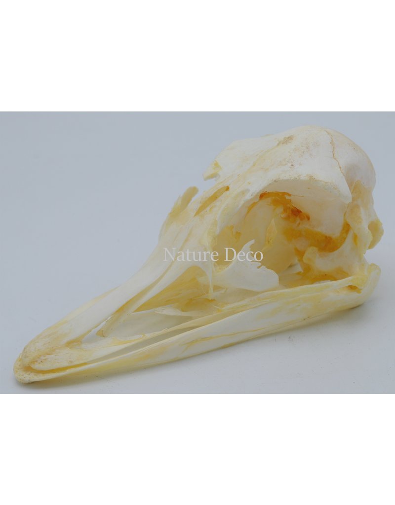 . Struisvogel schedel no1
