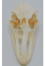 . Ostrich skull no2