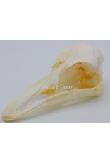 . Ostrich skull no2