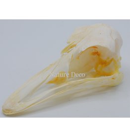 . Struisvogel schedel no2