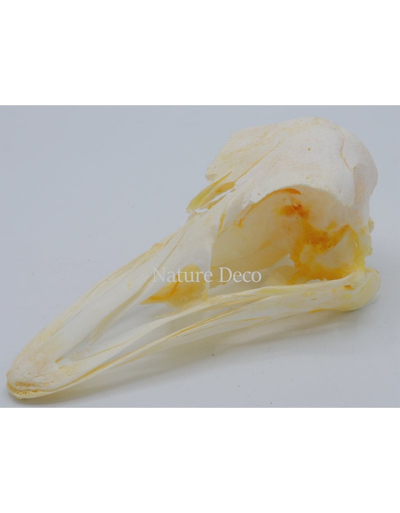 . Ostrich skull no2