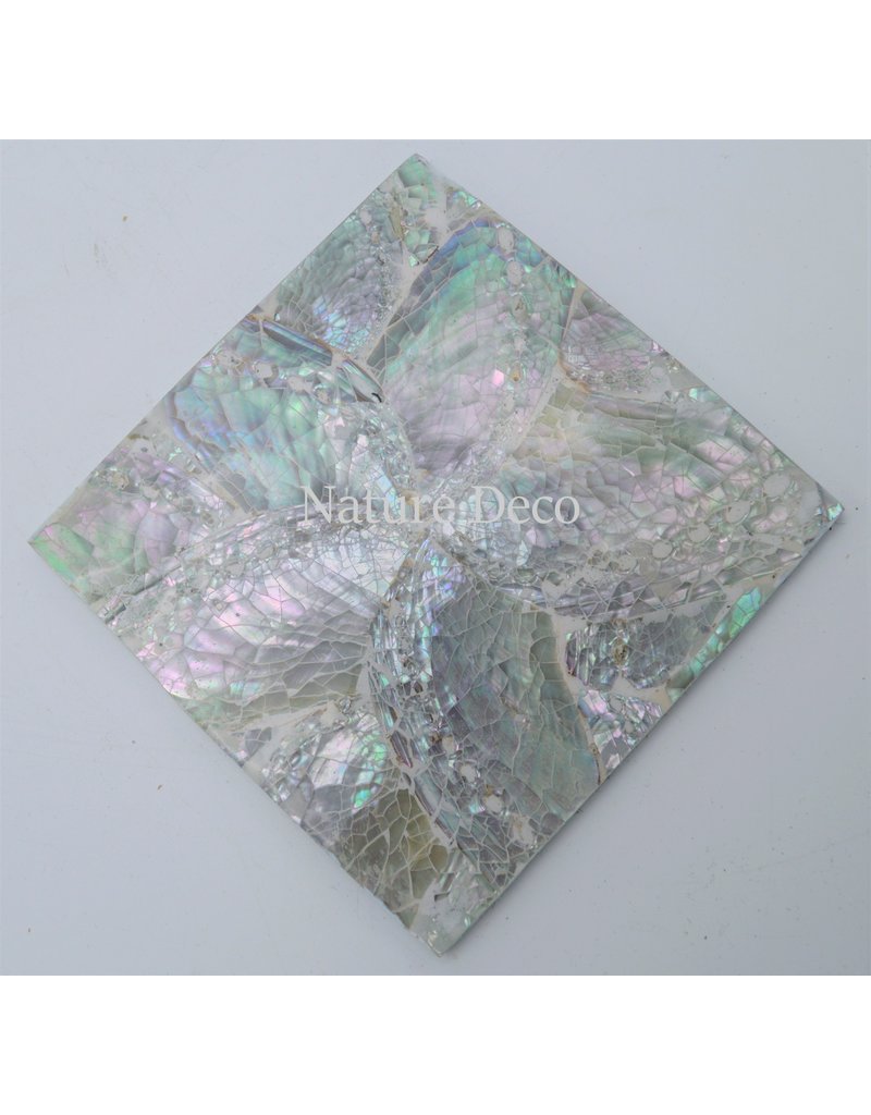 . Coaster Abalone shell