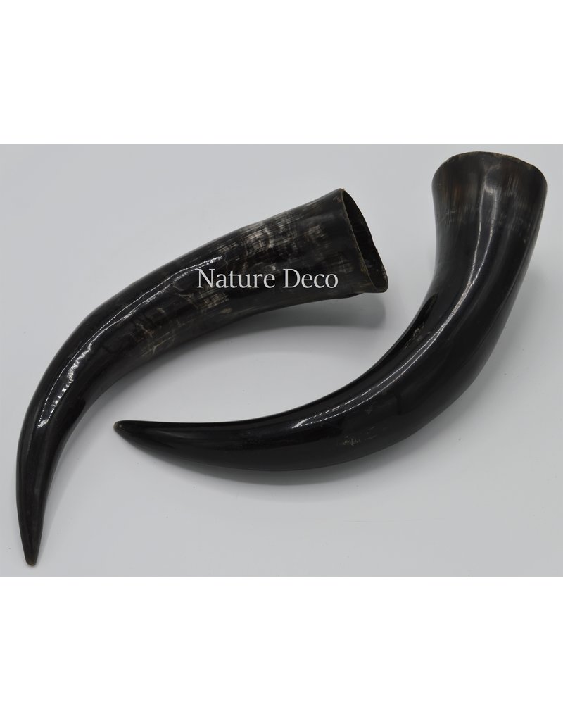 . Polished Cow Horn ca 30cm