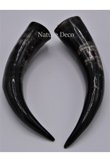 . Polished Cow Horn ca 30cm