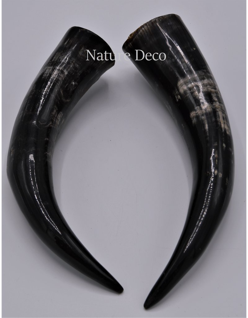 . Polished Cow Horn ca 30cm