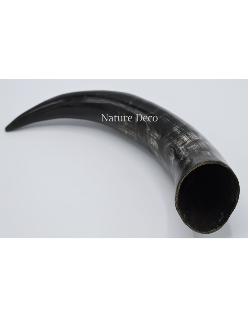 . Polished Cow Horn ca 30cm