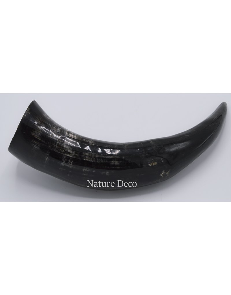 . Polished Cow Horn ca 30cm