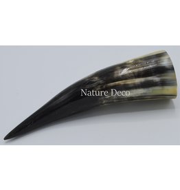 . Polished Cow Horn ca 22-25cm