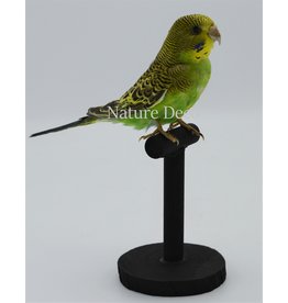 Nature Deco Mounted Budgerigar green nr2