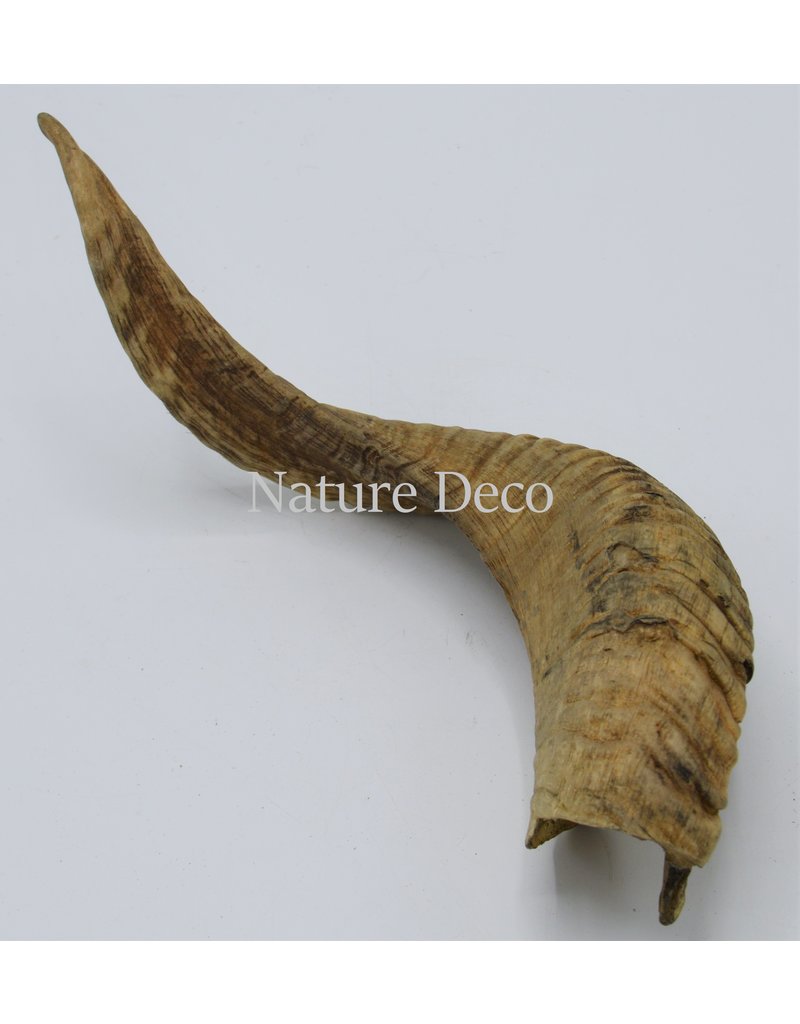 Nature Deco Ram horn