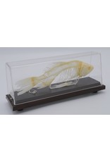 . Fish skeleton Carp