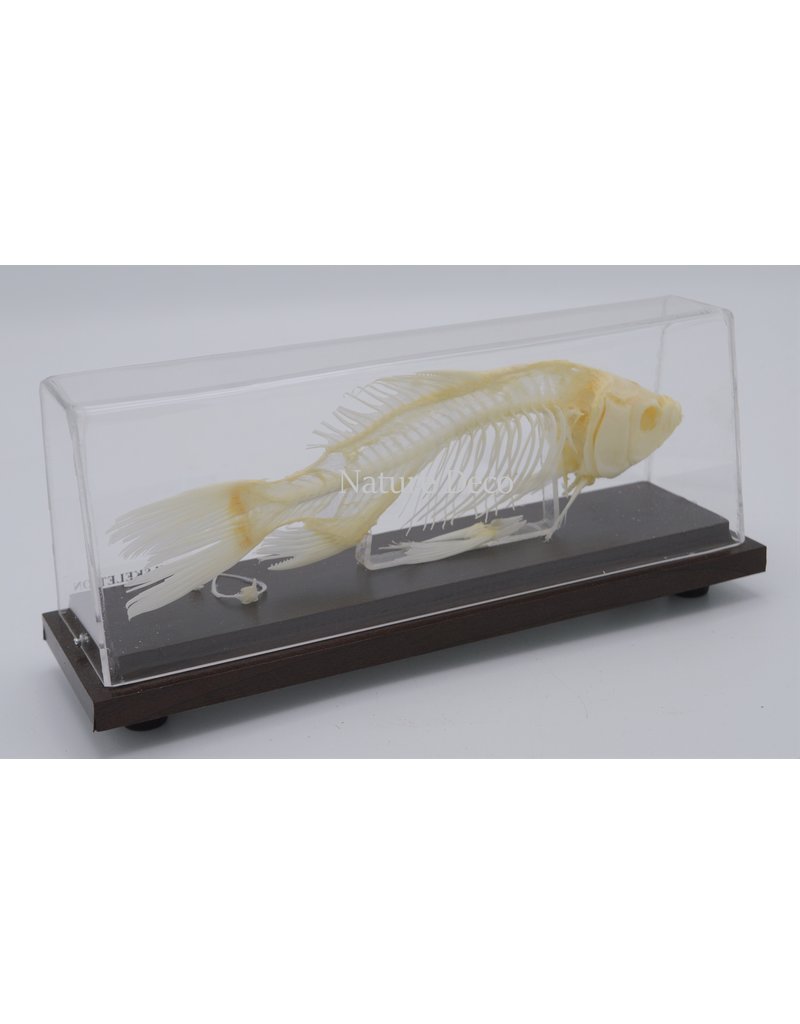 . Fish skeleton Carp