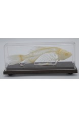 . Fish skeleton Carp