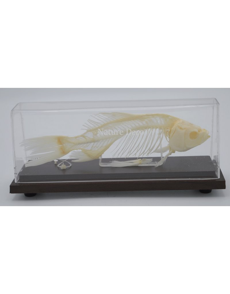 . Fish skeleton Carp