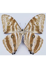 . Unmounted Morpho Adonis