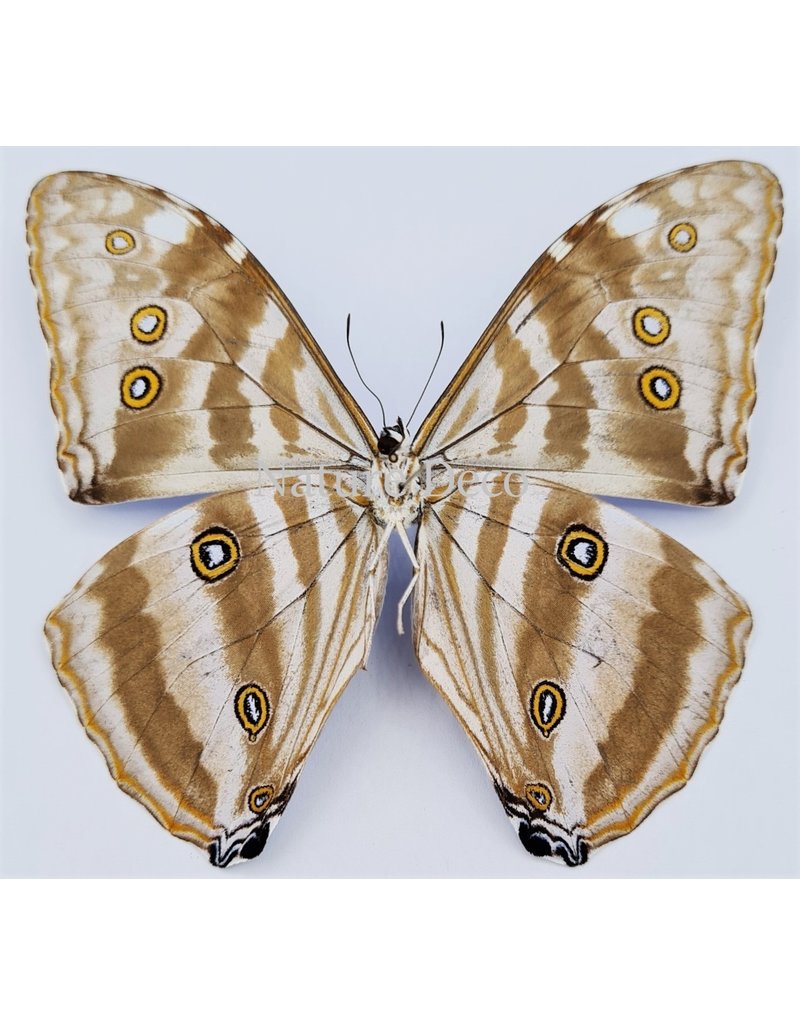 . Unmounted Morpho Adonis