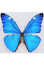 . Unmounted Morpho Adonis