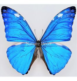 . Ongeprepareerde Morpho Adonis