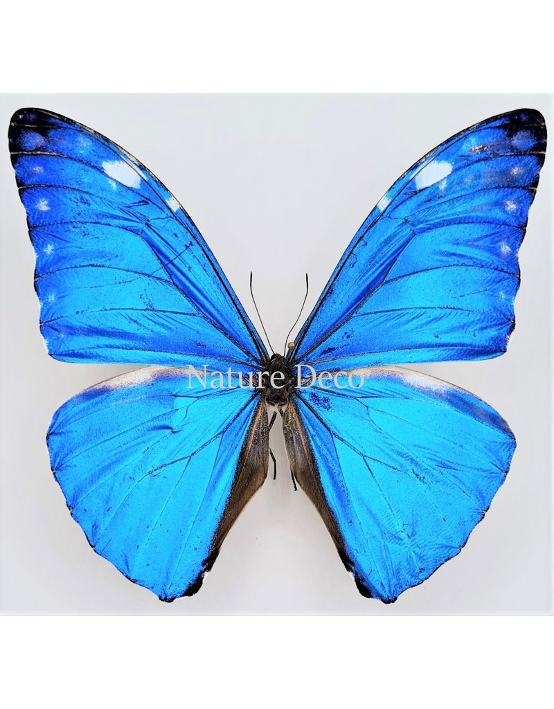 . Unmounted Morpho Adonis