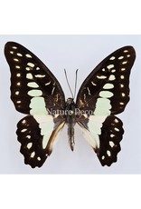 . Ongeprepareerde Graphium Eurypylus Gordion