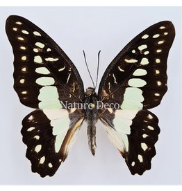 . Ongeprepareerde Graphium Eurypylus Gordion