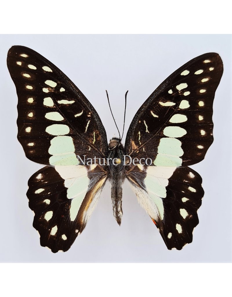 . Ongeprepareerde Graphium Eurypylus Gordion