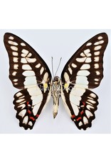 . Ongeprepareerde Graphium Eurypylus Gordion