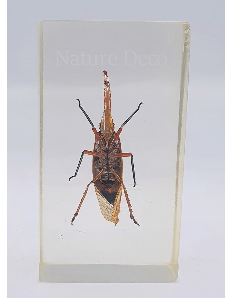 . Insect in resin #7 7 x 4cm