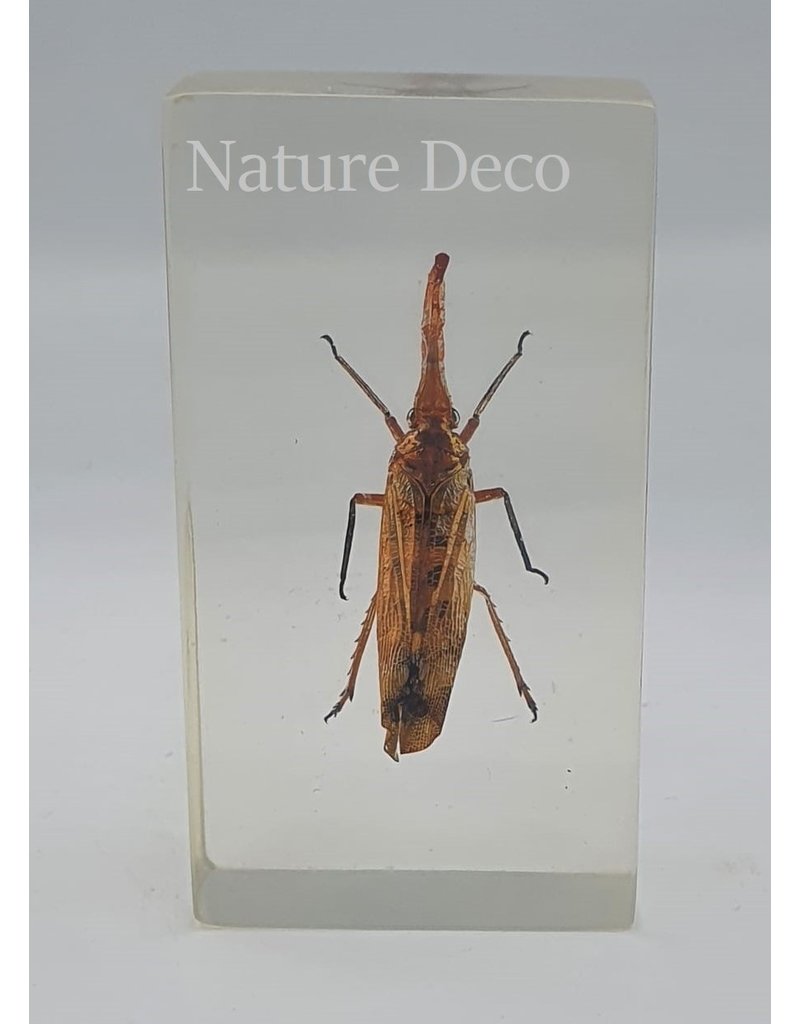 . Insect in resin #7 7 x 4cm