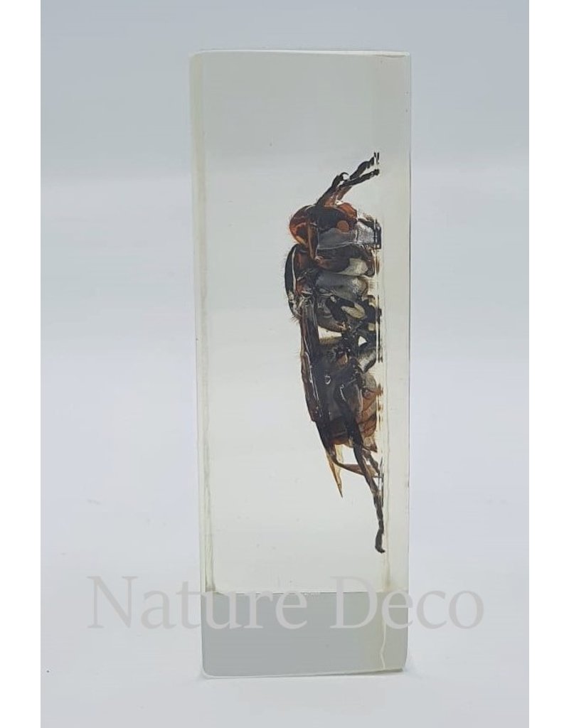 . Insect in resin #5 7 x 4cm