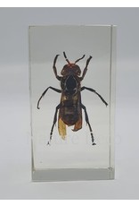 . Insect in resin #5 7 x 4cm