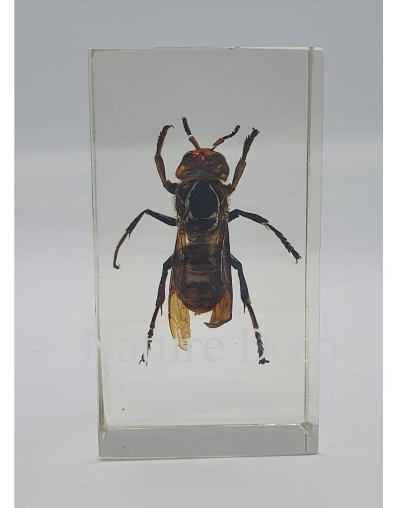 . Insect in resin #5 7 x 4cm