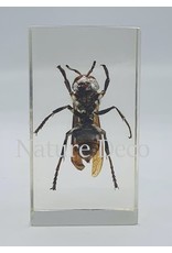 . Insect in resin #5 7 x 4cm