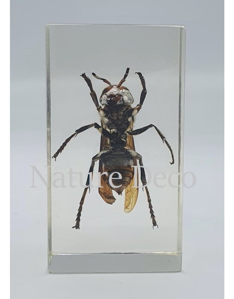 . Insect in resin #5 7 x 4cm