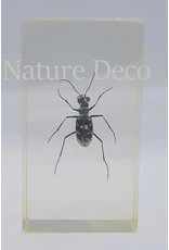 . Insect in hars #19 7 x 4cm