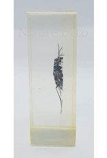 . Insect in resin #19 7 x 4cm