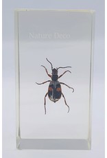 . Insect in resin #21 7 x 4cm