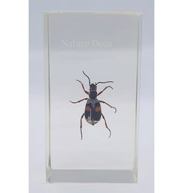 . Insect in resin #21