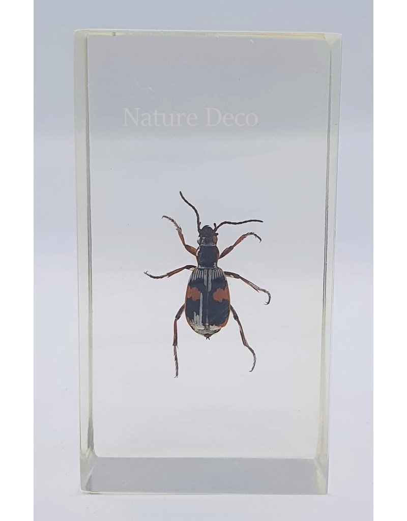 . Insect in resin #21 7 x 4cm