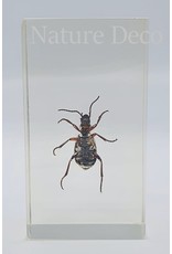 . Insect in resin #21 7 x 4cm