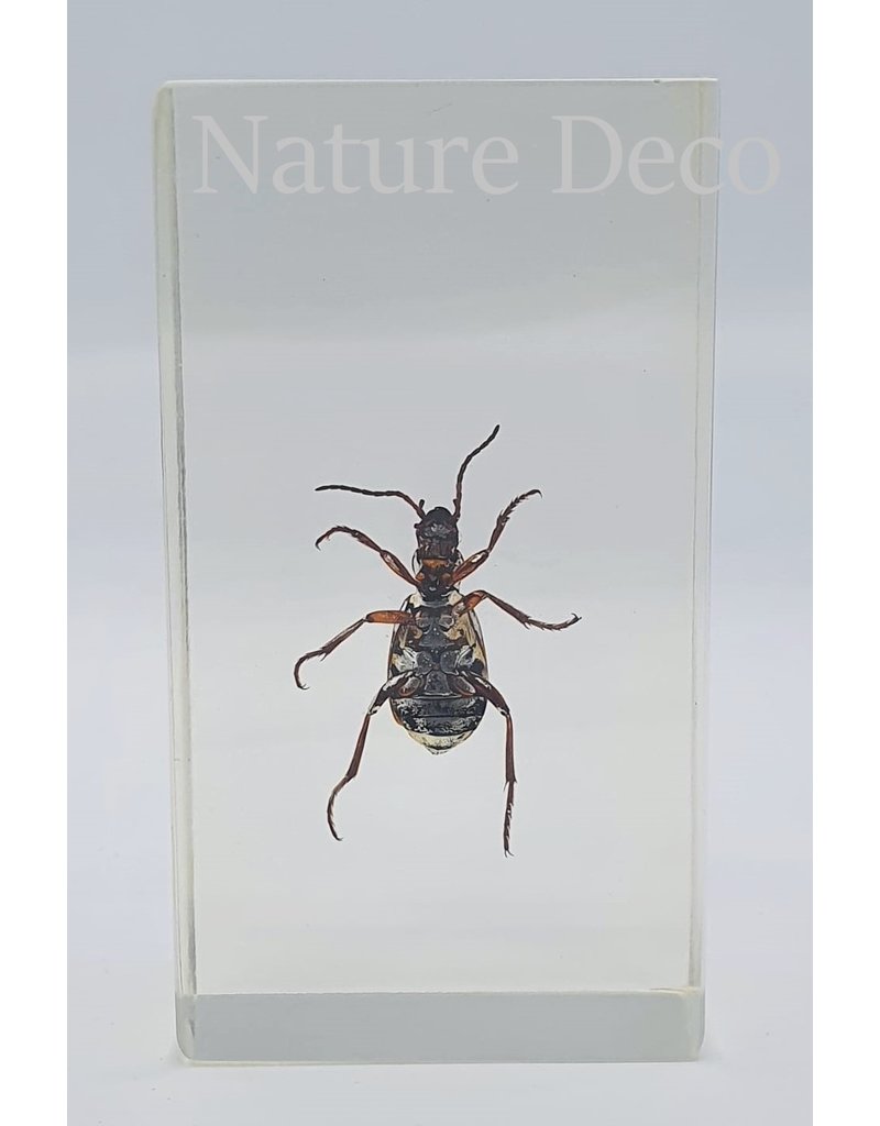 . Insect in resin #21 7 x 4cm