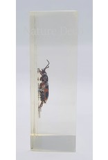 . Insect in resin #21 7 x 4cm