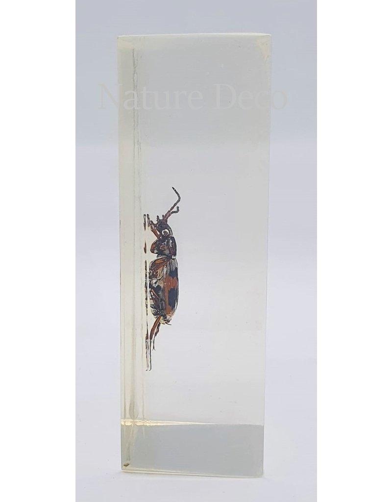 . Insect in resin #21 7 x 4cm