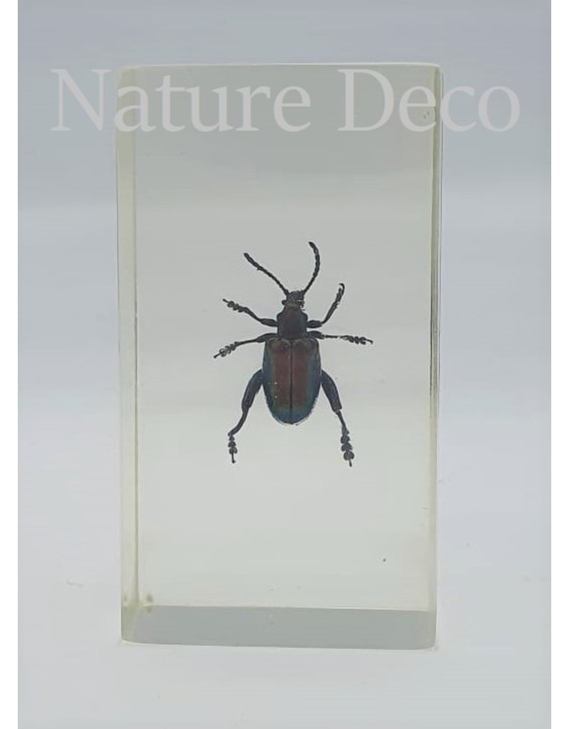 . Insect in resin #18 7 x 4cm