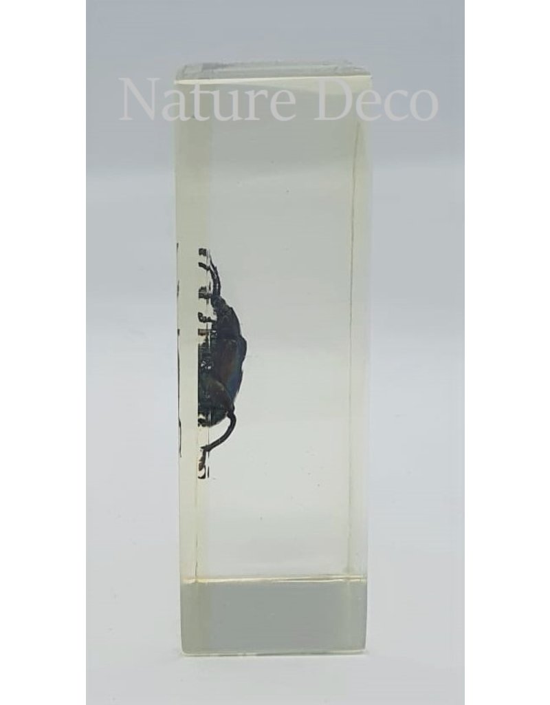 . Insect in resin #18 7 x 4cm
