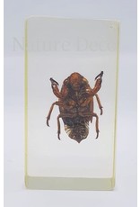 . Insect in resin #13 7 x 4cm