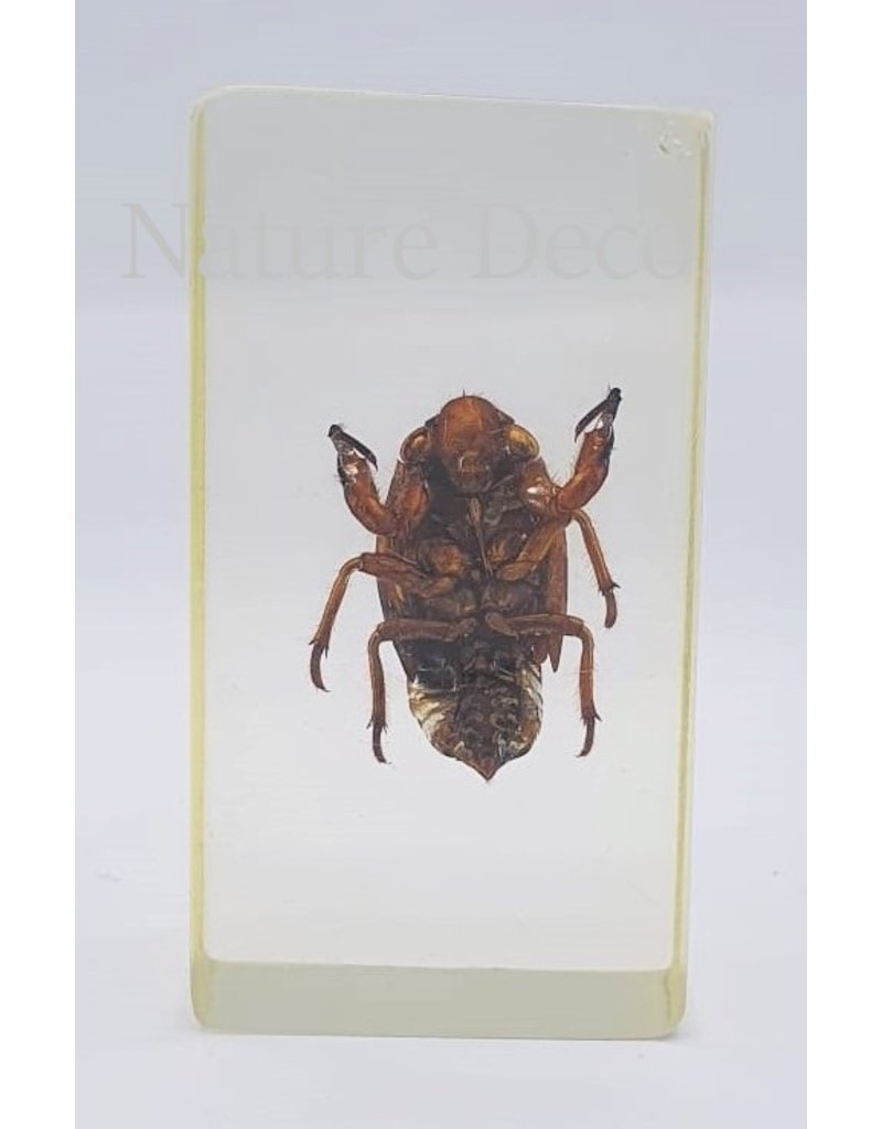 . Insect in resin #13 7 x 4cm