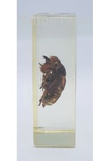 . Insect in resin #13 7 x 4cm